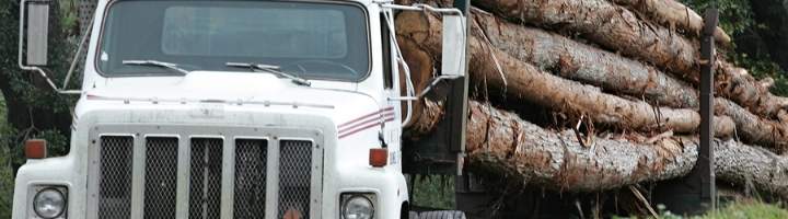 loaded log truck